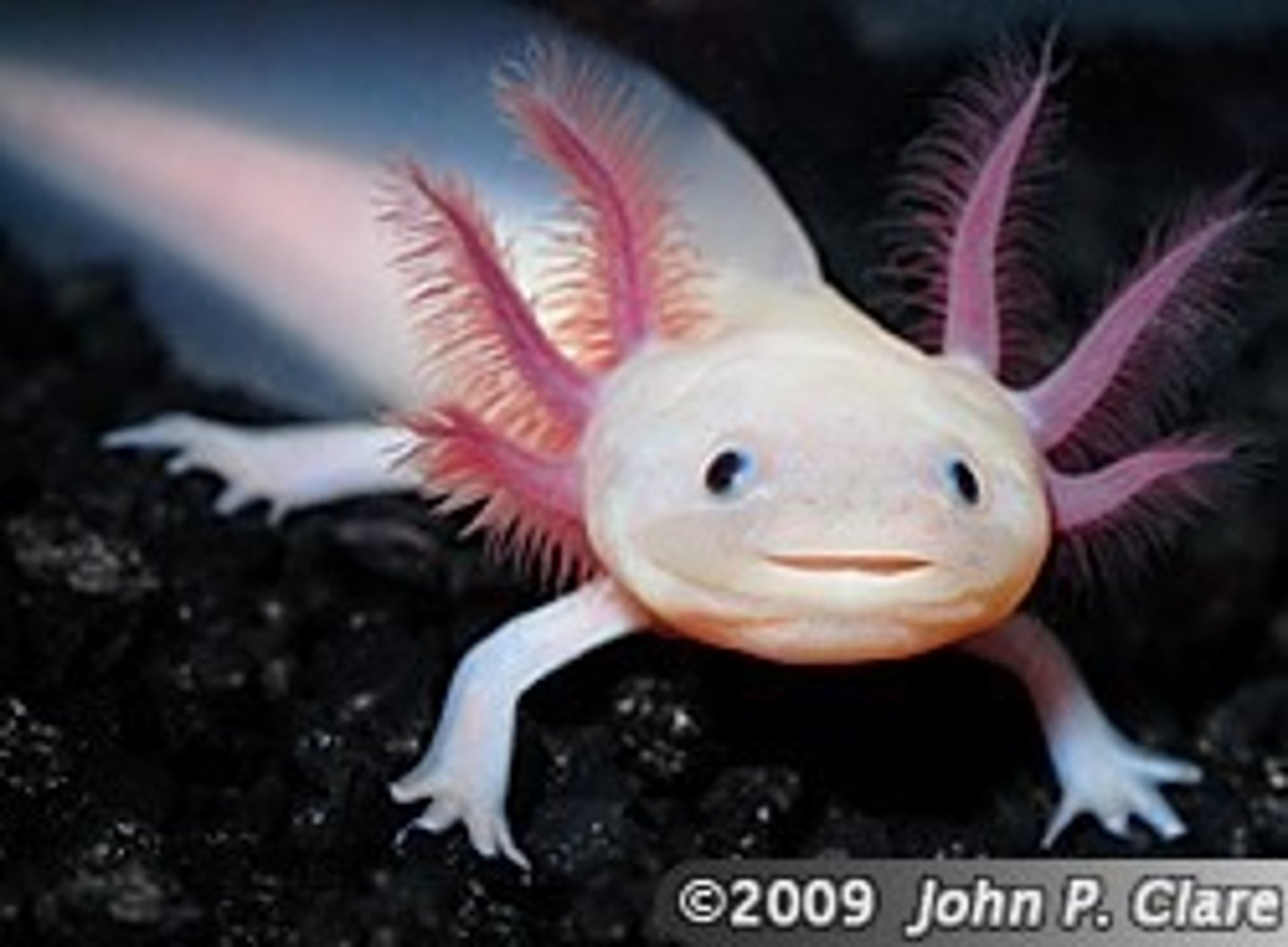 <p>Alveoli in mammal lungs, ciliated epithelial cells in the intestines, gill filaments in fish gills and some amphibian gills, root hair cells in plants, guard cells in plants</p>