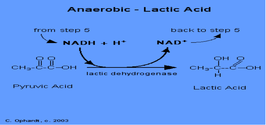 <ul><li><p>Done in all living organisms that anaerobically respire</p></li><li><p>pyruvate is converted to lactic acid by removing H+ from pyruvate.</p></li></ul><p></p>