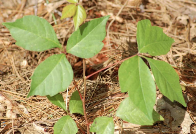 <p>poison-ivy&nbsp;A</p>