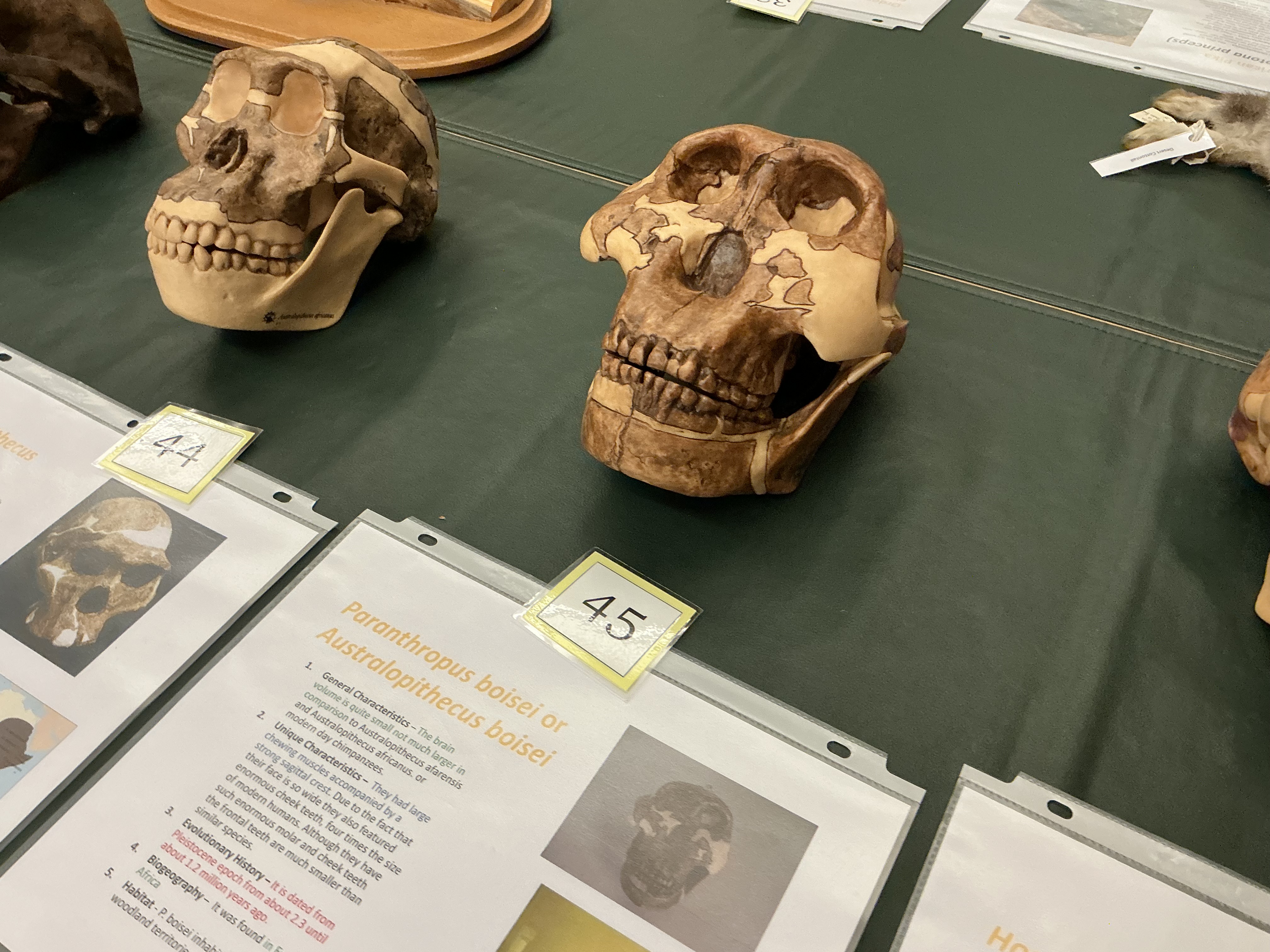 <p>When do A. boisei appear? Brain size comparison? Uniqueness? From where?</p>