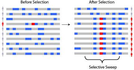 <p><span><span>A </span></span><strong>selective sweep</strong><span><span> is the process through which a new </span></span>beneficial mutation<span><span> that increases its frequency and becomes fixed (i.e., reaches a frequency of 1) in the population leads to the reduction or elimination of </span></span>genetic variation<span><span> among </span></span>nucleotide<span><span> sequences that are near the </span></span>mutation</p>