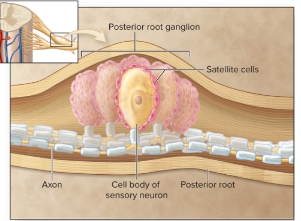 <p>Satellite Cells</p>