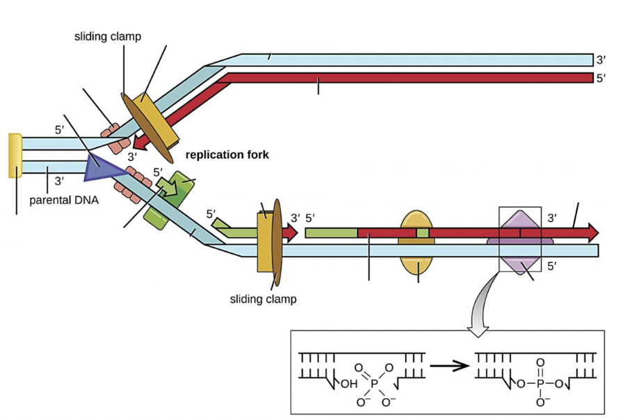 <p>Select all the structure(s) on the image that are RNA primase</p>