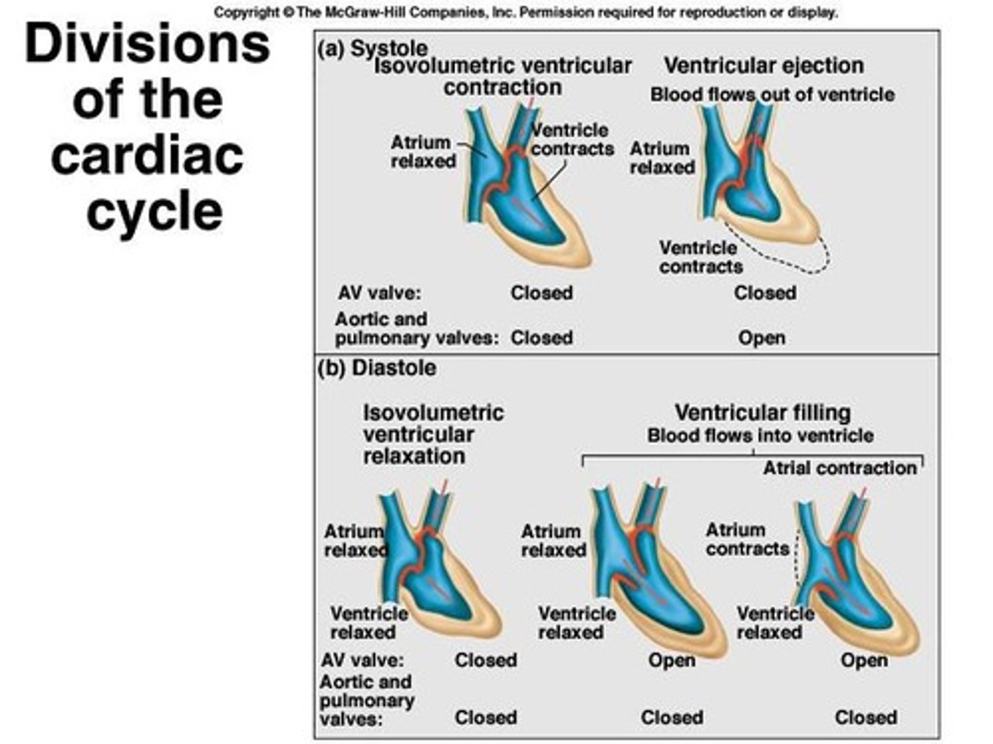 <p>Sequence of systole and diastole.</p>
