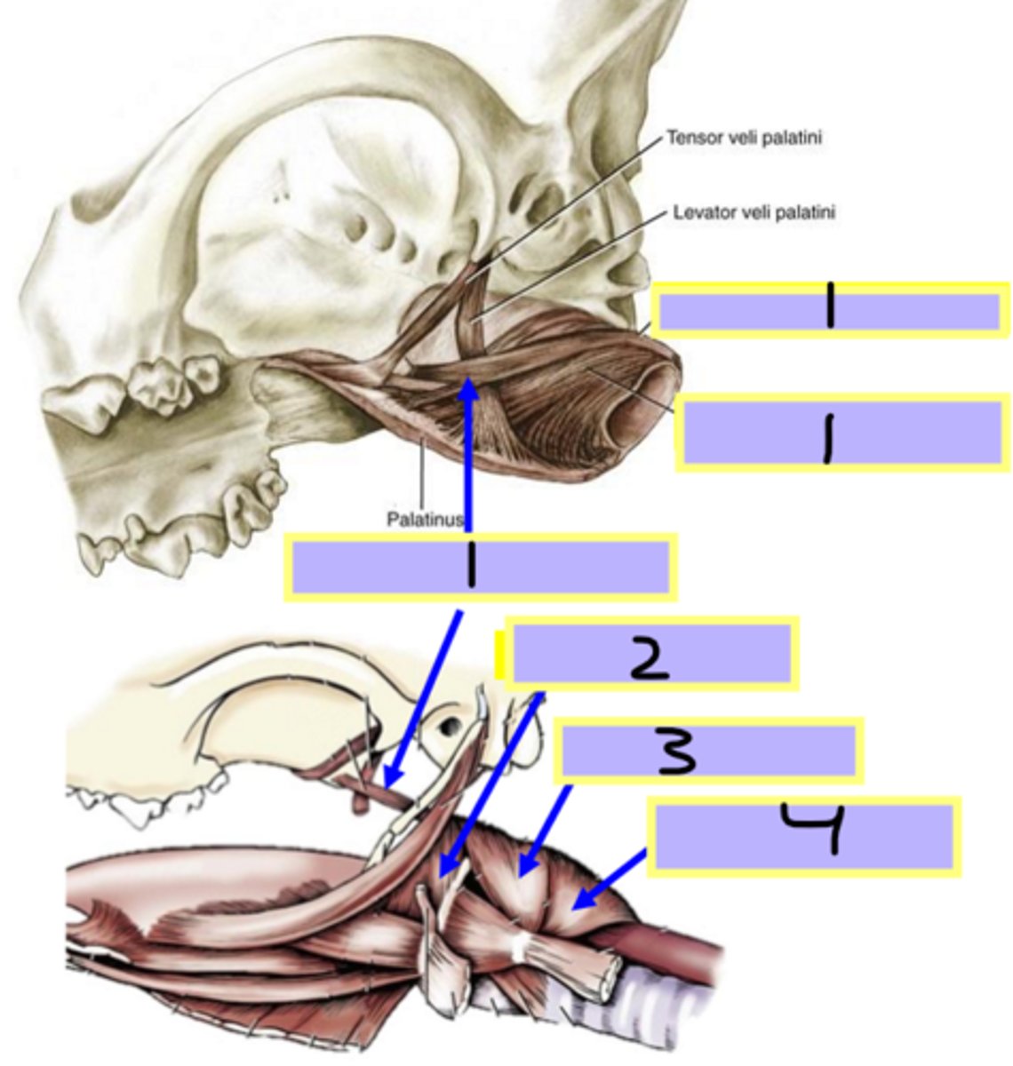 <p>Muscles of the pharynx:</p><p>4</p><p>contract to push food into the esophagus</p><p>(collapsing passage)</p>