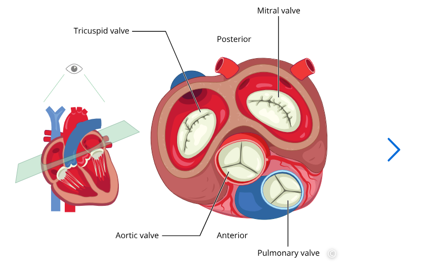 <p>semilunar valves</p>