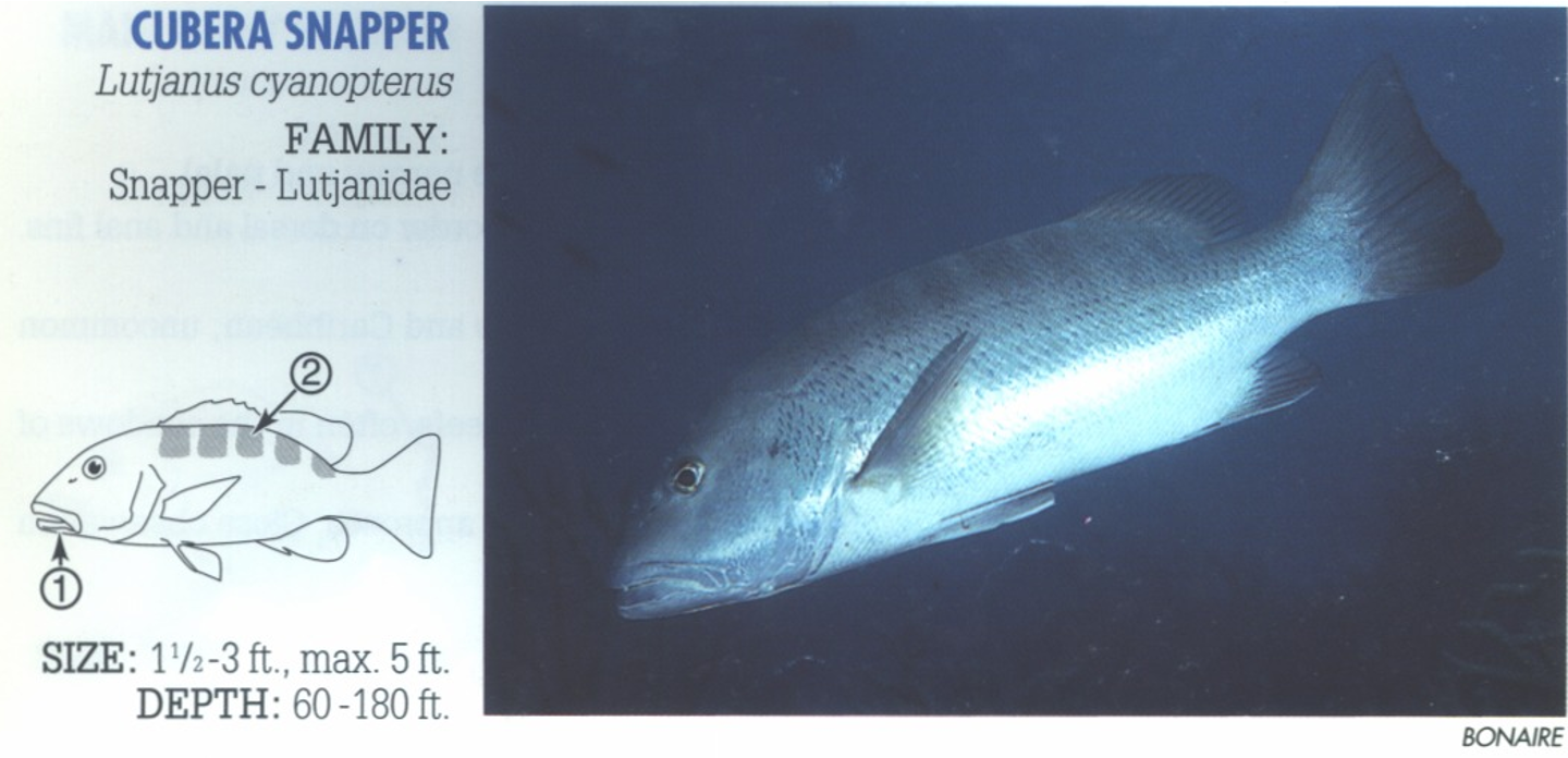 <p><span>Often no distinguishing features; identification can be by process of elimination.&nbsp; (Similar Gray Snapper, <em>L. griseus</em>, distinguished by smaller size, more elongated head and smaller lips.) 1. Thick lips. 2. Occasionally have pale bars on back. (Never have bar and across eye like similar Gray Snapper or triangular patch like Dog Snapper, <em>L. jocu</em>.)</span></p>