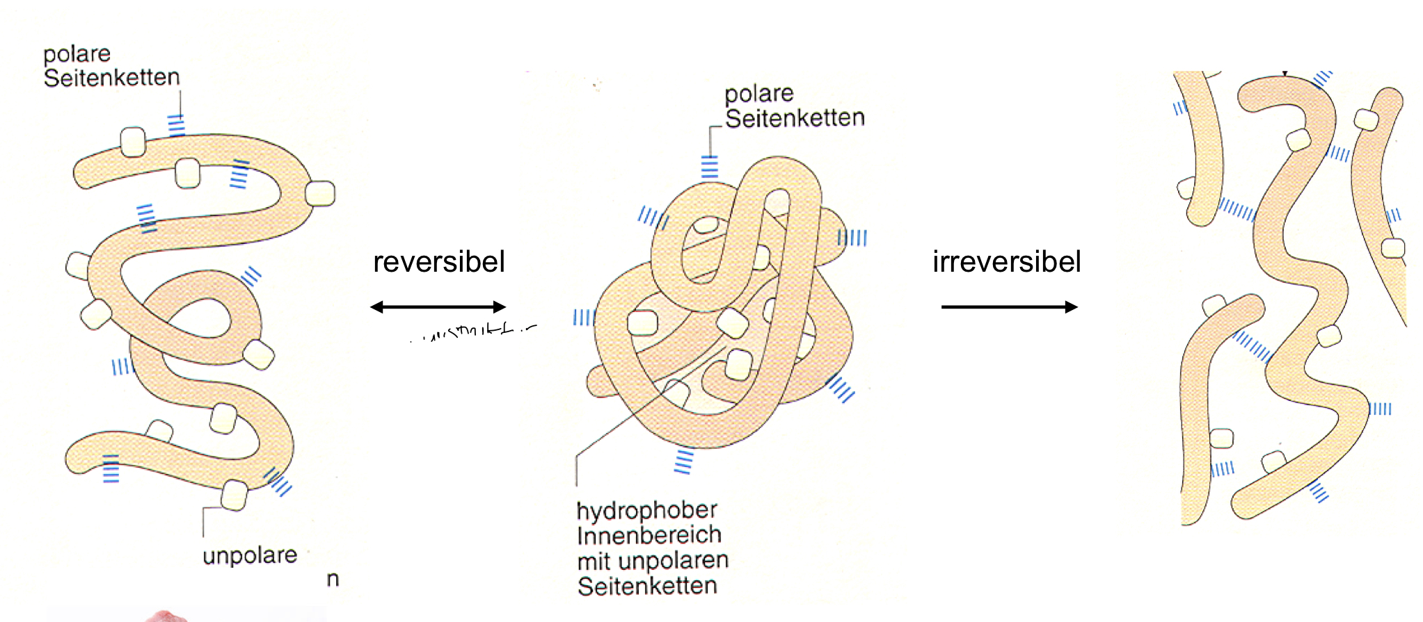 * Protein geht kaputt
* Hitze, Säure, extreme Base, hochprozentiger Alkohol
* Primärstruktur muss erhalten bleiben, damit der Vorgang reversibel bleibt