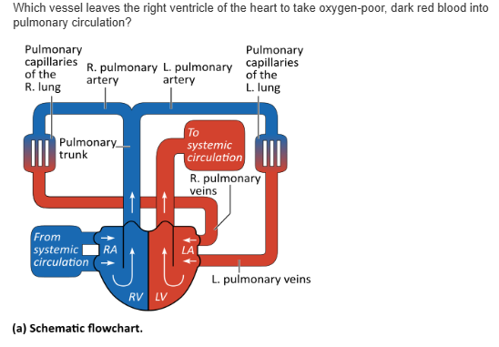 <table style="min-width: 25px;"><colgroup><col style="min-width: 25px;"></colgroup><tbody><tr><td colspan="1" rowspan="1" style="margin: 0px; padding: 0.3em; position: relative;"><p>superior vena cava &nbsp; &nbsp; &nbsp; &nbsp;</p></td></tr><tr><td colspan="1" rowspan="1" style="margin: 0px; padding: 0.3em; position: relative;"><p>aorta &nbsp; &nbsp; &nbsp; &nbsp;</p></td></tr><tr><td colspan="1" rowspan="1" style="margin: 0px; padding: 0.3em; position: relative;"><p>pulmonary trunk &nbsp; &nbsp; &nbsp; &nbsp;</p></td></tr><tr><td colspan="1" rowspan="1" style="margin: 0px; padding: 0.3em; position: relative;"><p>pulmonary vein &nbsp; &nbsp;</p></td></tr></tbody></table><p></p>