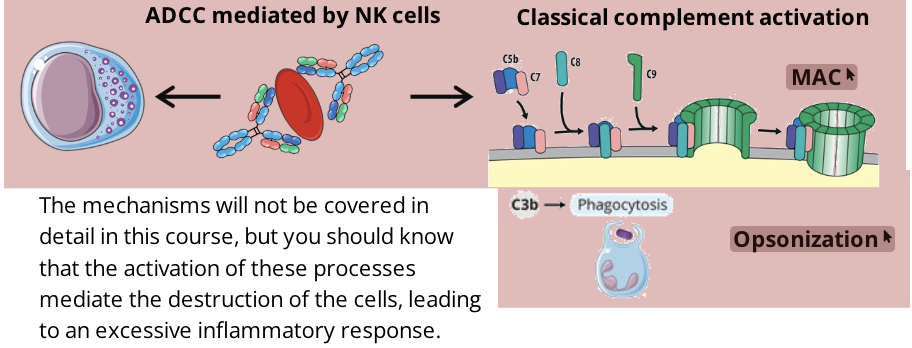 <p>Mediators</p><ul><li><p>IgG, IgM, NK cells, Complement system</p></li></ul><p></p><p>Mechanism of Reaction</p><ul><li><p>IgGs and/or IgMs bind to antigens on the surface of cells such as erythrocytes (ie. following blood transfusion - ABO blood-group incompatibility)</p></li><li><p>once the antibodies are attached to the cell through their antigen binding region, the Fc region is free and can activate two processes called classical complement activation (leading to opsonizatoin or membrane attack complexes) and antibody dependent cell mediated cytotoxicity (ADCC)</p></li></ul><p></p><p>Reaction time</p><ul><li><p>reaction time of a type II hypersensitivity reaction is minutes to hours</p></li></ul><p></p><p>Clinical manifestation</p><ul><li><p>drug induced hemolytic anemia</p><ul><li><p>some antibiotics can bind non specifically to proteins on RBC membranes and form a complex which sometimes induces complement-mediated lysis</p></li><li><p>as the RBCs rupture, the number of RBCs decreases resulting in anemia</p></li><li><p>anemia disappears when the drug is removed</p></li><li><p>penicillin is notable in inducing hemolytic anemia</p></li></ul></li><li><p>transfusion reactions</p><ul><li><p>depending on your blood type, you will only be able to safely receive certain blood types during a blood transfusion</p></li><li><p>this is partly due to the presence or absence of expression of a specific antigen (A or B) on your RBCs, meaning if you don’t express the antigens, you have antibodies against them</p></li><li><p>AB positive is universal recipient (no antibodies against A or B antigens), O negative is universal donor (do not have A or B antigens on RBCs)</p></li></ul></li></ul><p></p>