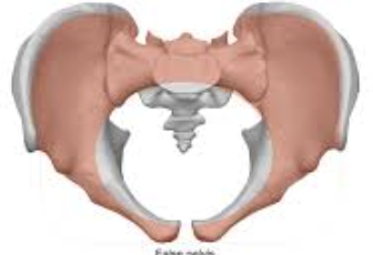 <ul><li><p>aka greater pelvis</p></li><li><p><strong>above linea terminalis</strong></p></li><li><p><strong>contains mostly bowel</strong></p></li><li><p>“bound posteriorly by the lumbar vertebrae, <strong>supported and bound laterally by the iliac fossae and iliacus muscles</strong>, and anteriorly by the lower anterior abdominal wall”</p></li><li><p>“portion of pelvis found <em>above</em> the brim”</p></li></ul><p></p>