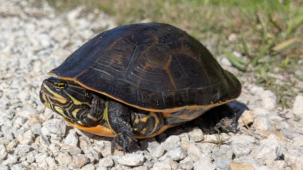 <p>Chicken Turtle, FL native, live in S USA, long neck, striped “pants,” black bar on bridge, ephemeral wetlands specialists, pear-shaped</p>