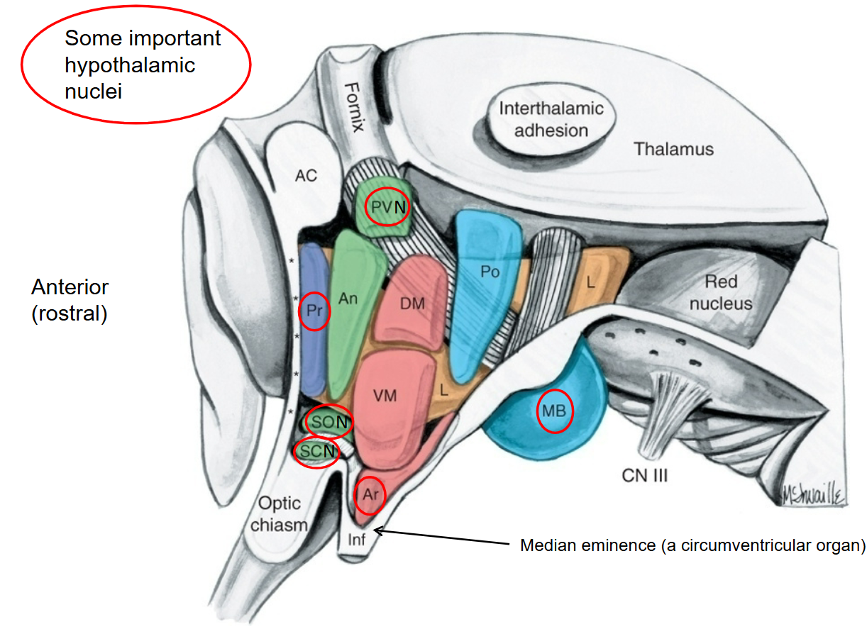 <p>SCN is important in setting circadian rhythms, receiving direct input from the RGC of the retina.</p><p>Above the chiasm</p>
