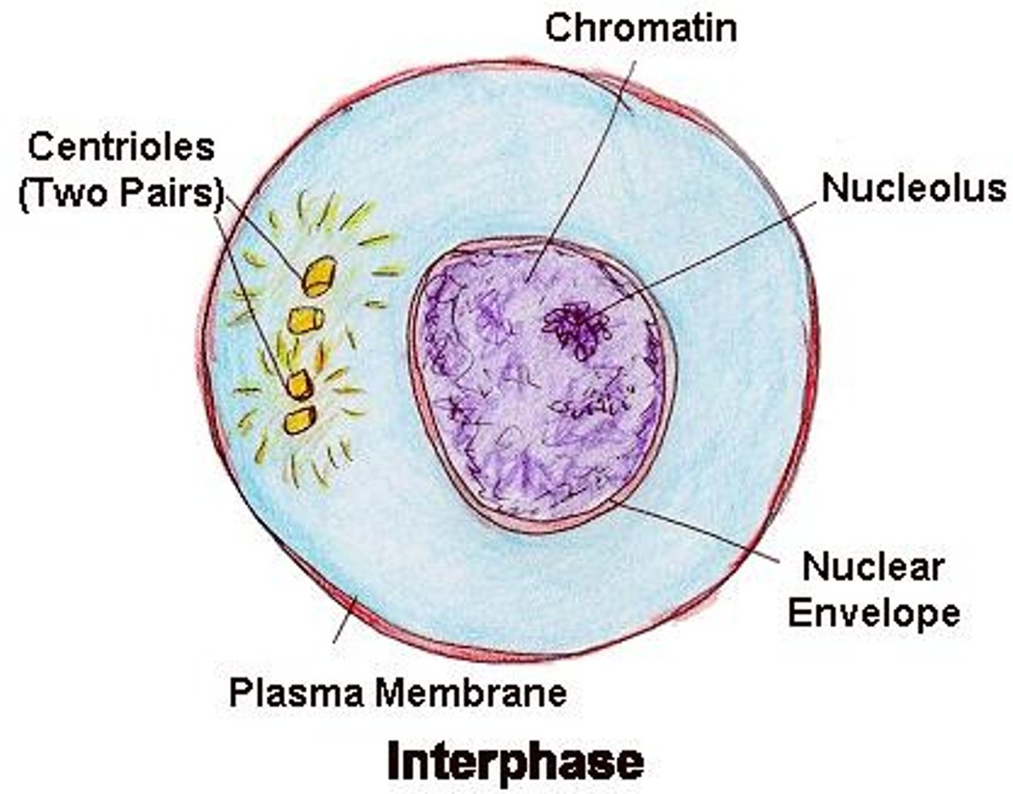 <p>90% of cell life spent in interphase; during this time each chromosome is replicated, after replication, chromosomes consist of 2 identical sister chromatids (held together at center by centromere)</p>