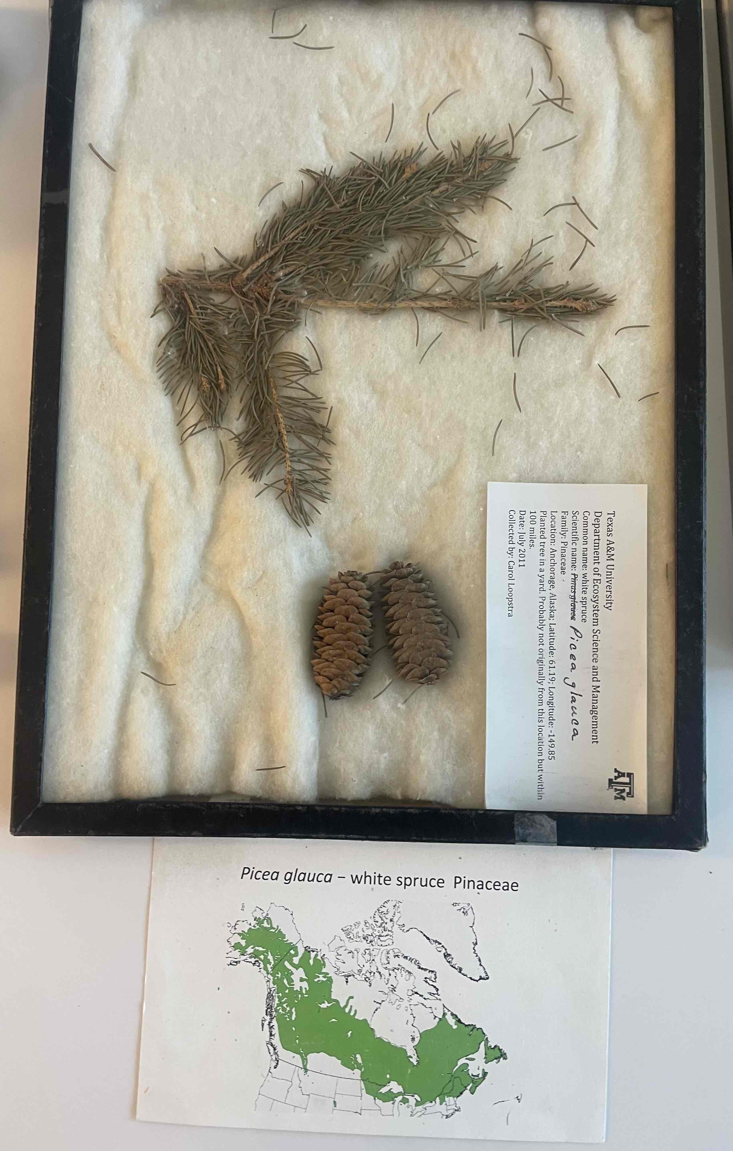 <p>white spruce</p>