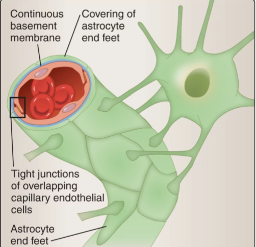 <p><span style="color: rgb(0, 0, 0);">The blood-brain barrier (BBB) is a highly selective semipermeable border that separates the circulating blood from the brain and extracellular fluid in the central nervous system</span></p>