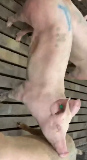 <p>What is gilt #11 an example of?</p>