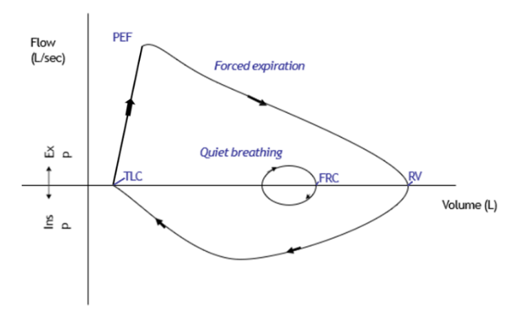 <ul><li><p><strong><span>Y axis</span></strong><span>: Flow (L/sec)</span></p><ul><li><p><span>-ve Y axis: inspiratory flow rate</span></p></li><li><p><span>+ve Y axis: expiratory flow rate</span></p></li></ul></li><li><p><strong><span>X axis</span></strong><span>: Lung volumes: TLC → FRC → RV</span></p></li><li><p><span>At both Residual volume and TLC, flow = 0</span></p></li></ul>