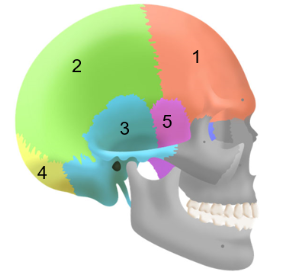 <p>Cranial bones</p>
