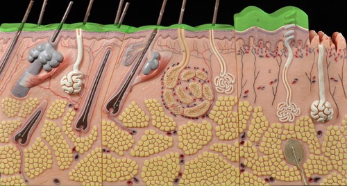 <p>The outermost (superficial) layer of the epidermis</p>