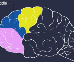 <p>cognitive function, working memory and some aspects of emotion.</p>
