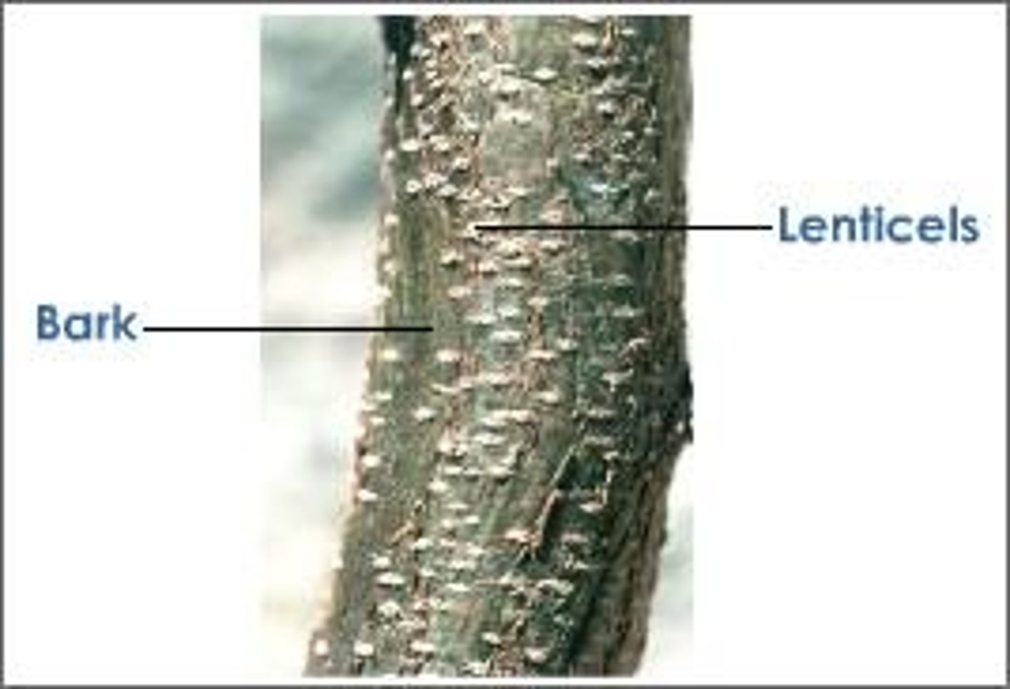 <p>Raised pores in the stem of a woody plant allowing for gas exchange.</p>