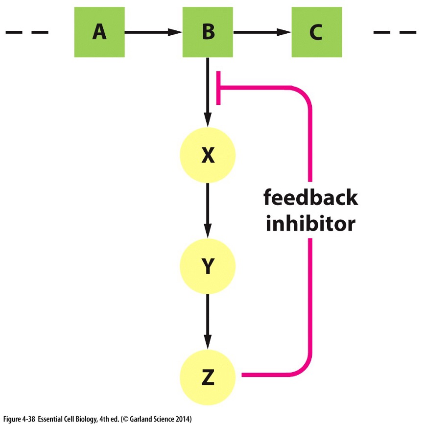 <p>Feedback Inhibtion </p>