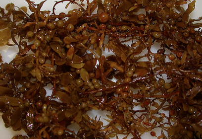 <p>Phylum: Brown Algae</p><p>Kingdom: Protist</p><p>Domain: Eukarya</p>