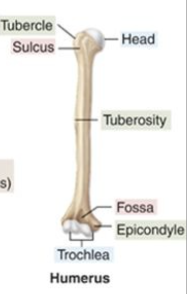 <p>a groove that accommodates a vessel, nerve or tendon</p>