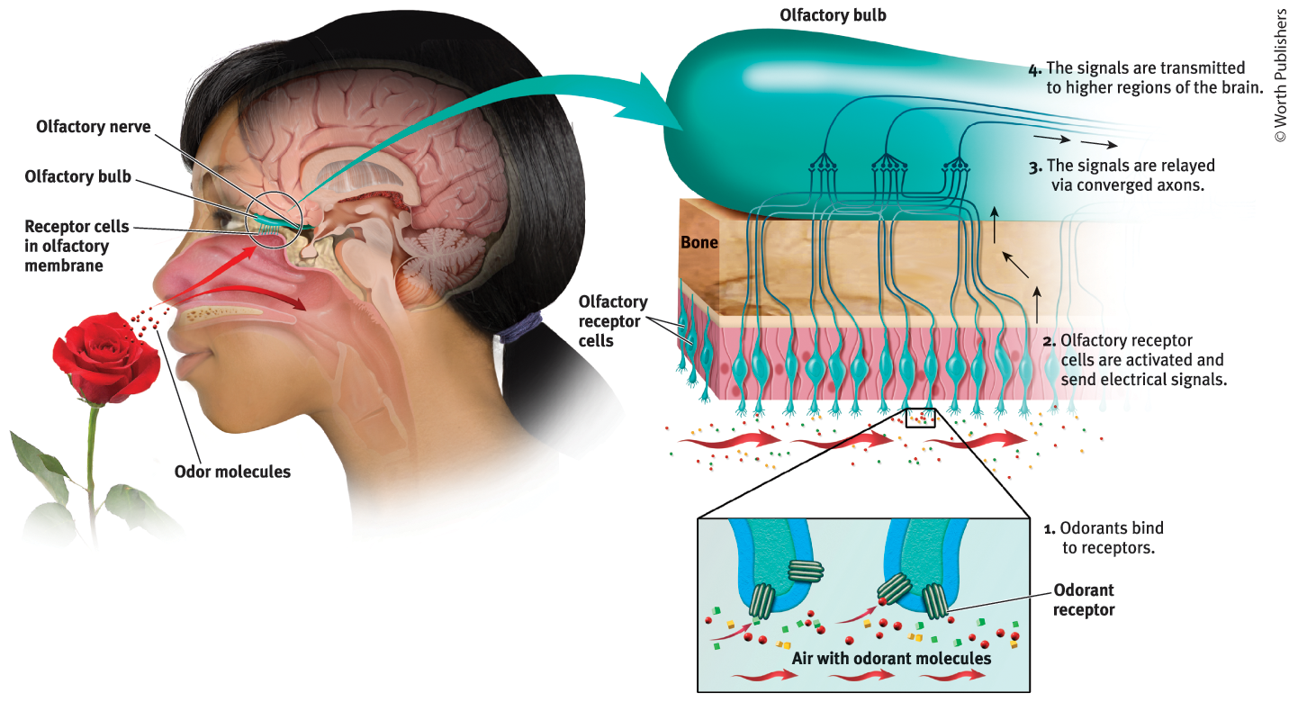 <p>How does olfaction work?</p>