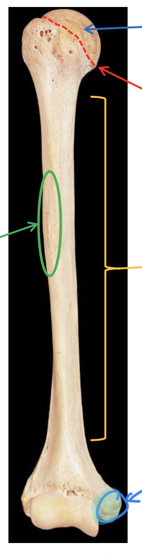 <p>Name the highlighted region.</p>
