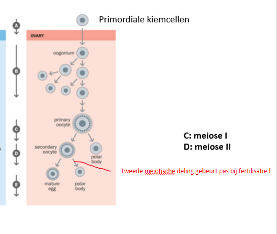 <p>= vrouwelijke gametogenese, in ovarium: begint met primordiale kiemcellen</p><p></p><ol><li><p>meer chiasmata/homologe recombinatie tov spermatogenese (man)</p></li><li><p>meiose I: start foetaal, tot punt van pachyteen/diploteeen (homologe recombinatie vervolledigd), dan stopt dit tem puberteit</p></li><li><p>eerste meiotische deling: bij ovulatie: van primaire → secundaire oocyt + poollichaampje (C)</p></li><li><p>tweede meiotische deling: bij fertilisatie: secundaire deelt → mature eicel (haploïd) (is al gefertiliseerd) + poollichaampje (D)</p></li><li><p>rond eicel: glycoproteïne wand =<strong> zona pellucida</strong> → bescherming tegen polyspermie (= meerdere spermacellen bevruchten 1 eicel)</p></li></ol><p></p>