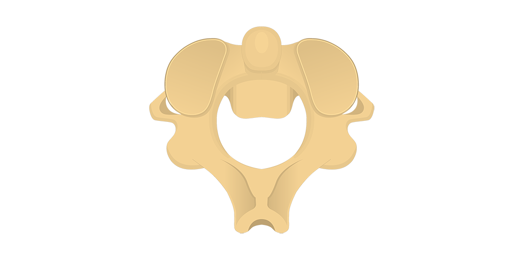 <p>no body</p><p>odontoid process/dens</p><p>2nd vertebrae</p>