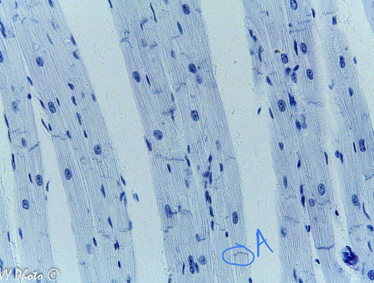 <ul><li><p>tissue type</p></li><li><p>label</p></li><li><p>voluntary or involuntary?</p></li><li><p>nucleate or ennucleate?</p></li></ul>