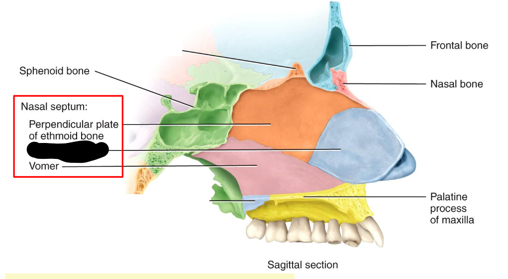 <p>What structure is this within the<strong> Nasal Septum </strong></p>