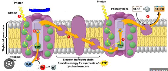 <p>The process of P680 absorbing photons and having excited electrons. These electrons then travel into the thylakoid lumen and by doing so attracts H+ cations to also travel inside the thylakoid lumen. As a result an H+ concentration gradient is made with lower concentration outside the organelle.</p><p>After this P680 becomes an oxidising agent turning into P680+ and becomes powerful enough to break apart water. It does this within the thylakoid lumen breaking apart H2O usually in pairs of 2 into 4H+ + 2O + 4e-. The 4H+ contribute to the concentration gradient, 4e- are stored with 2 being used to neutralize P680+ and O will be paired with the other O to form O2.</p><p>Lastly ATP is created when H+ ions move across the ATP-synthase. In order to move H+ ions from the thylakoid lumen into the stroma; the ATP-synthase binds ADP to a phosphate group creating ATP.</p><p>_____ can be attributed to P680.</p><p>This system replenishes electrons and reduces their chlorophyll special pairs by oxidizing water and stealing electrons.</p><p>P680 molecules are transmembrane integral proteins.</p>