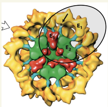 <ul><li><p>my multiple copies of <strong>3 enzymatic subunits: E1, E2, E3</strong></p></li><li><p>requires <strong>5 cofactors</strong> for catalysis, found in mitochondria matrix </p><ul><li><p>TPP, Lipoamide, FAD, CoA, NAD+</p></li></ul></li></ul><p></p>