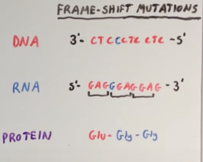 <ul><li><p>Instead of changing one base to another we add one to the sequence </p></li><li><p>This changes the reading frame of RNA, remember we read RNA in codons, or pairs of 3, so if we add a base all of the codons will look different, which creates a whole new protein. </p></li></ul><p></p>