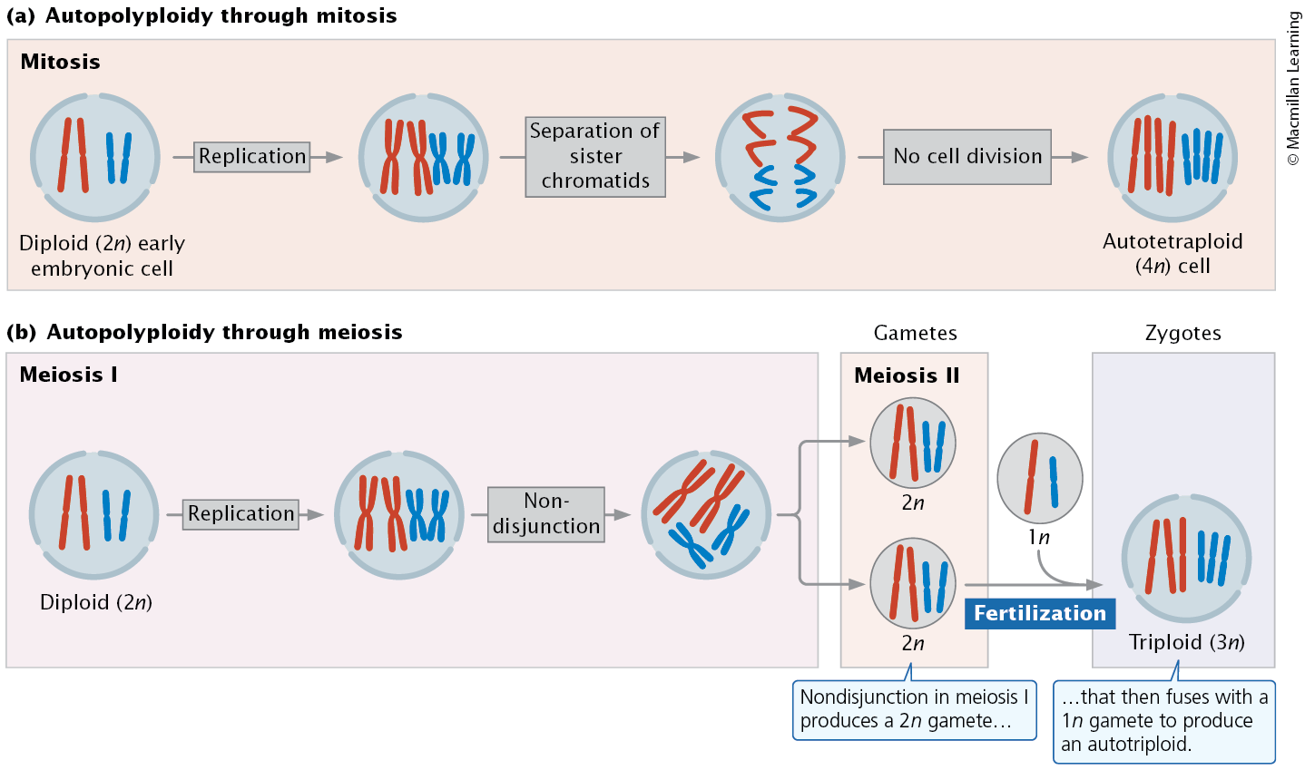 <p>All chromosome sets are from a single species</p>