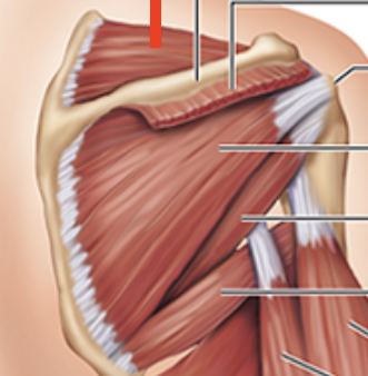 <p>Muscle above the spine of scapula</p>