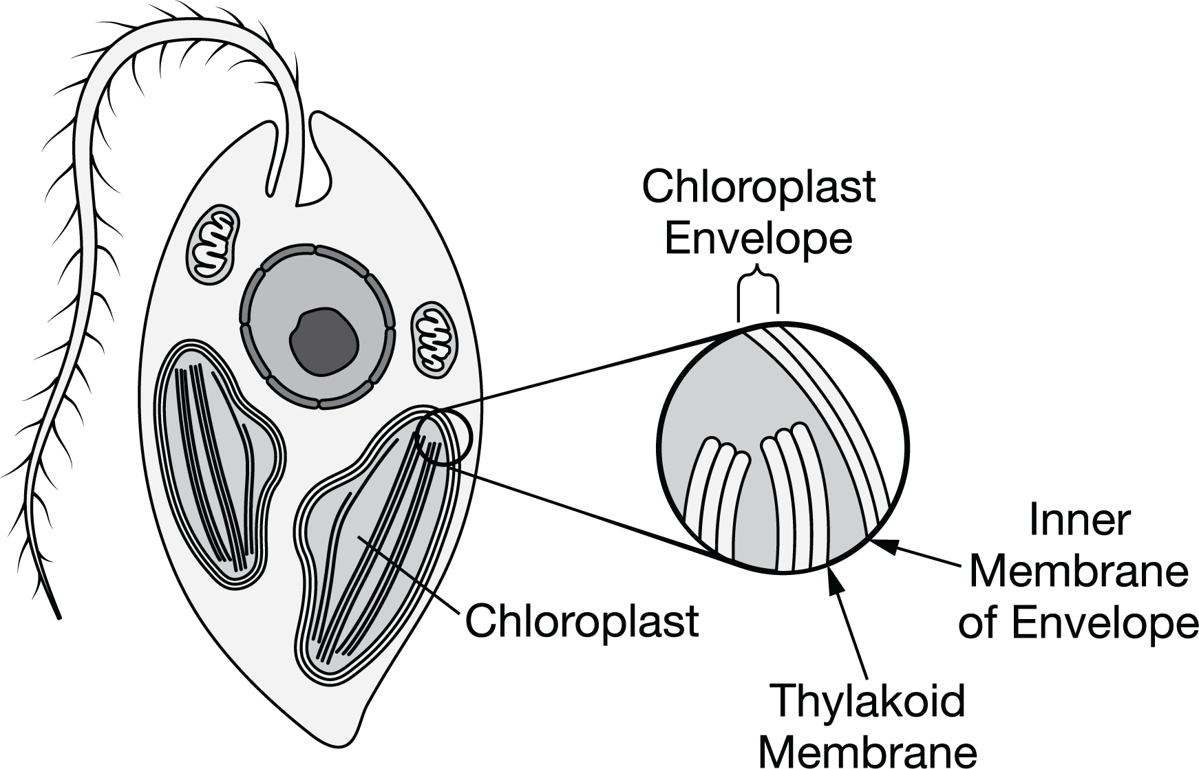 <p>Which of the following claims about the origin of the euglenid chloroplast is best supported by the three-membrane structure of the envelope?</p>