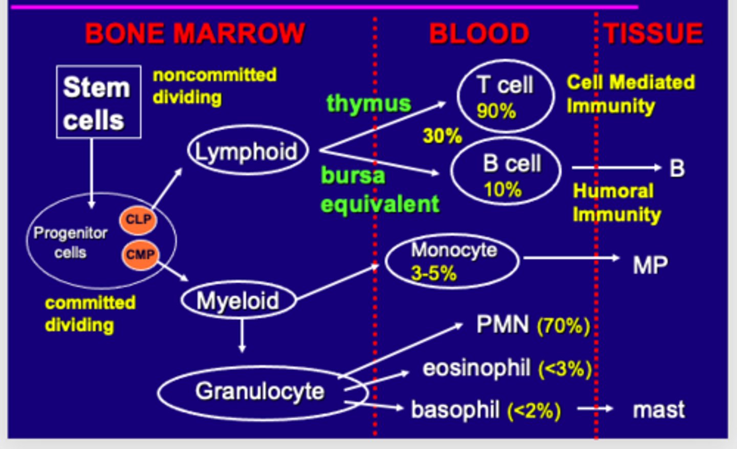 <p>In the bone marrow Stem cells turn into progenitor cells (Common lymphoid or Common Myeloid progenitor) that are committed in specialization and dividing</p><p>CMP turn to myeloid and then granulocyte in bone marrow while CLP turns into lymphoid in bone marrow.</p><p>Through thymus lymphoid cells turn into either T cells (90%) or B cells (10%) live in the blood. Granulocyte specializes in blood into PMN (neutrophils 70), eosinophil (&lt;2), and basophils (&lt;3). Myeloid also turn into monocytes here</p><p>T cells go into tissue when cell mediated while B cells turn into B cells living in the tissue for humoral immunity as memory</p><p>Basophils turn into mast cells to cause inflammatory reaction.</p><p>Monocyte become macrophage in tissue</p>