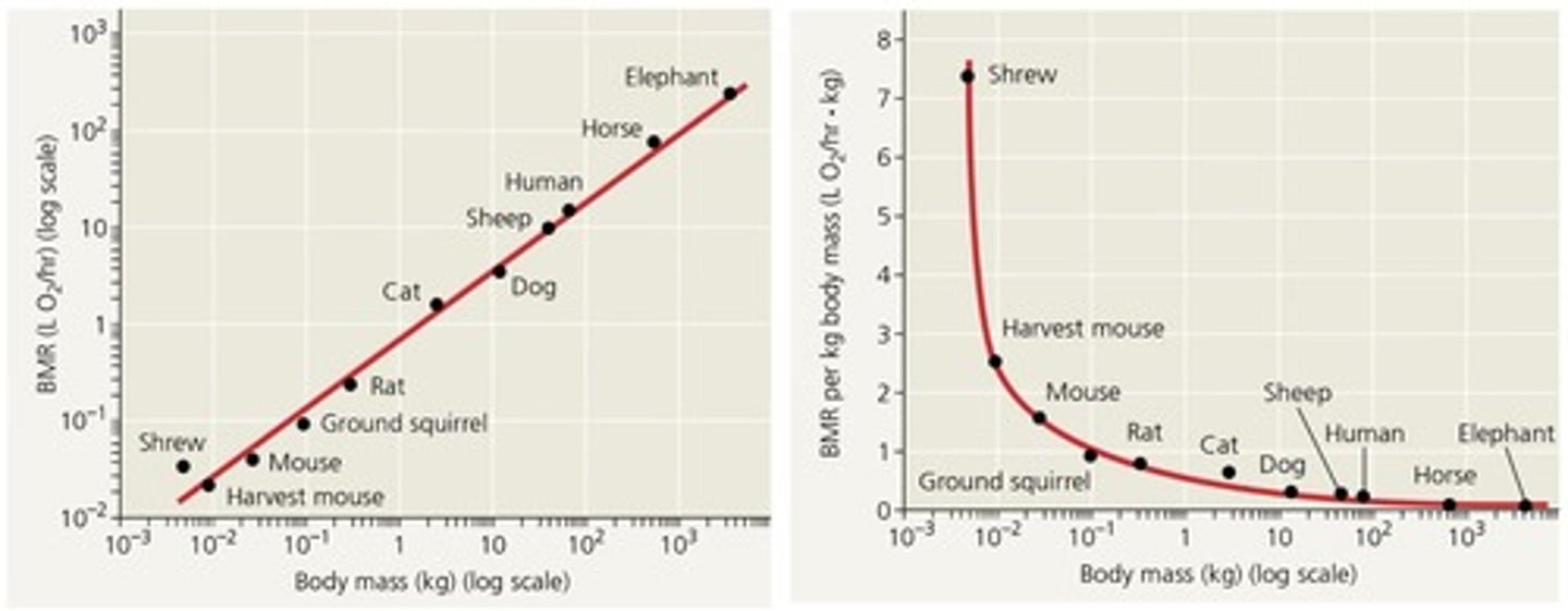 <p>the bigger the animal the larger the metabolic rate, but the larger the animal the smaller metabolic rate per kilogram</p>