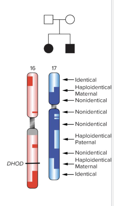 <ul><li><p>MILLER SYNDROME - First sample with completely sequenced genome</p></li><li><p>Pedigree:</p><ul><li><p>Identical regions: brother and sister share same alleles</p></li><li><p>Nonidentical: siblings share NO alleles</p></li><li><p>Haploidentical maternal: same allele from mother, different from father</p></li><li><p>Haploidentical paternal: same allele from father, different from mother</p></li></ul></li><li><p>Geneticists studying disease in affected children could focus on identical regions</p></li><li><p>Identified compound heterozygote in DHOD</p></li></ul><p></p>