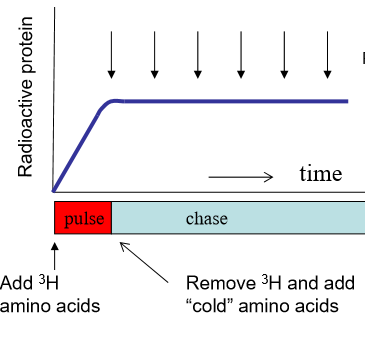 <p>Basically, you can label whatever you want to track. This is the pulse. Then chase it with normal objects of interest. Overtime, track the movement of your labeled thing. In terms of amino acids for protein synthesis:</p><ul><li><p>first add radioactive <sup>3</sup>H to the culture to make radioactive amino acids (pulse)</p></li><li><p>Remove <sup>3</sup>H after a short time, and then add normal amino acids (chase)</p></li><li><p>Watch proteins migrate over time.</p></li></ul><p></p>