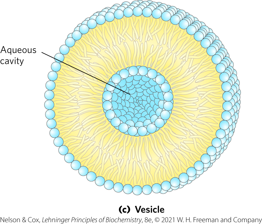 <p class="s45"><span><strong>Vesicle </strong>(liposome)<strong> </strong>= forms spontaneously when a bilayer sheet folds back on itself to form a hollow sphere</span></p><ul><li><p class="s45">In simpler words: lipids bilayer sphere w/ aqueous cavity</p></li></ul><p></p>