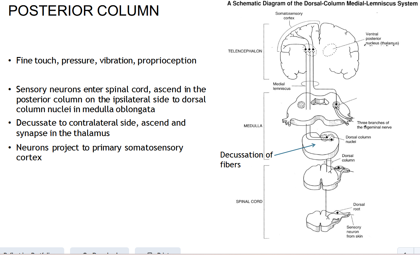 <p>Where does the DCML ( POSTERIOR COLUMN) cross (decussate)?</p>
