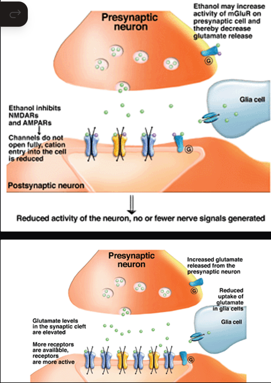 <ul><li><p>acutely inhibits glutamate neurotransmission</p></li><li><p>Reduced activity of the neuron, no/fewer nerve signals generated</p></li><li><p>Chronic alcohol intake leads to compensatory adaptations in neurotransmission of glutamate = excessive activity of the neuron</p></li></ul><p></p>