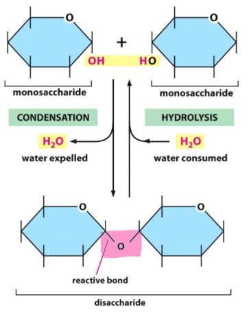 <ul><li><p>created by the condensation reaction (mlcl of water is expelled as bond forms)</p></li><li><p>broken by hydrolysis (mlcl of water is consumed)</p></li></ul><p></p>