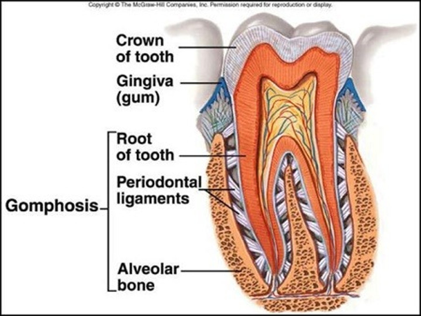 <p>dense CT that attaches cementum of tooth to bony socket</p>